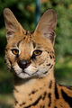 Serval