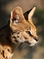 serval2