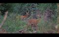 srne -scena 1-