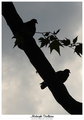 Midnight stalk&hellip;