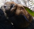 dassie