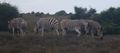 zebre