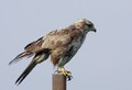 škanjac-Buteo &hellip;