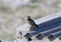 sivi ćuk- Athe&hellip;