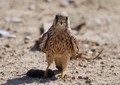 vjetruša-Falco&hellip;
