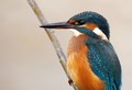 vodomar-Alcedo&hellip;