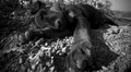 siesta