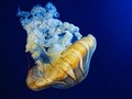 Meduza 2
