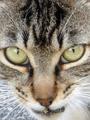 Tigar