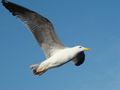 Galeb