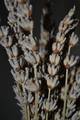 lavanda