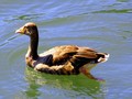 Ducky