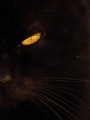Black beauty