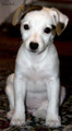 Puppy Lotte
