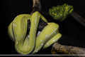 Gtp pair