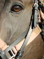 Pogled
