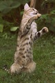 Playing Cat